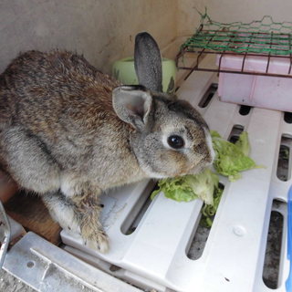 うさぎの里親募集中