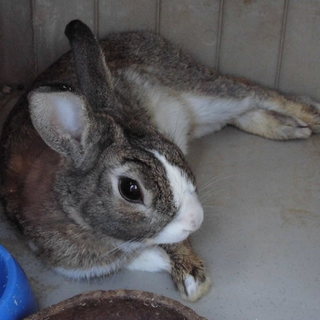 うさぎの里親募集中