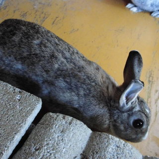 うさぎの里親募集中