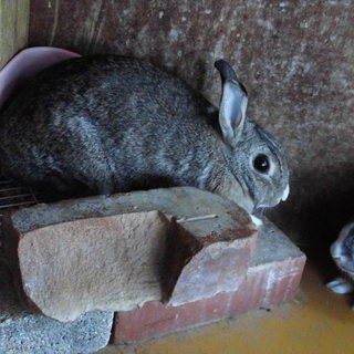 うさぎの里親募集中