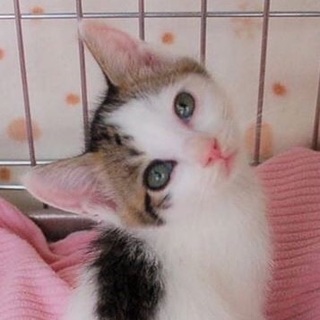 リボンちゃん♡