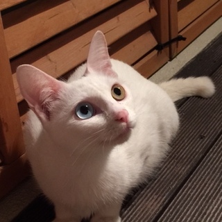 1歳弱珍しいオッドアイの猫ちゃん（メス）です！！