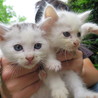 可愛がってくれる方募集中!! サムネイル3