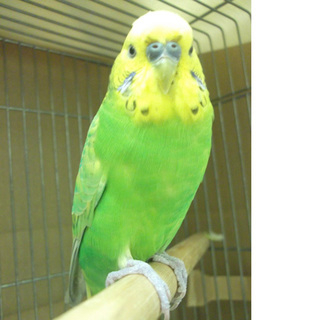 命が救われました愛護センター保護セキセイインコ