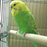 命が救われました愛護センター保護セキセイインコ サムネイル2