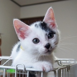 白ブチ模様の子猫さん、里親さま募集中