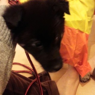 4ヶ月の子犬です！