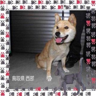 飼い主さん、お迎えありました。有り難うございました