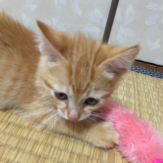 生後約2ヶ月のオスの子です