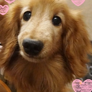 甘えん坊のダックスです☆