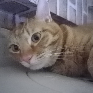 元飼い主持込穏やかチャトラ【マーロ】