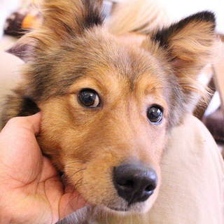 甘えん坊で人懐っこい「元気」です。