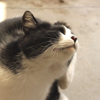 大人しくて甘えたがりの大人の猫です