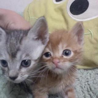 ひかれそうだった子猫ちゃん