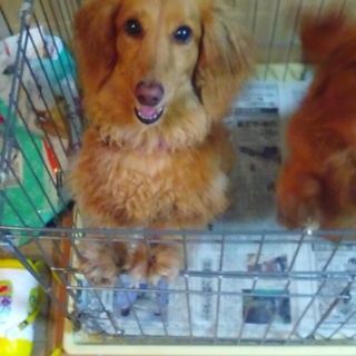 ミニチュアダックスフントの兄弟