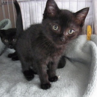 とっても人懐っこくて可愛い黒猫一カ月半