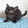 とっても人懐っこくて可愛い黒猫一カ月半 サムネイル2
