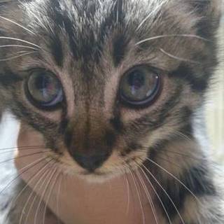 生後２か月の男の子兄弟