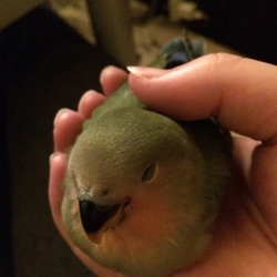 りっぱな小桜インコに❤️