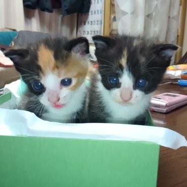 右側マロンさん、左側今の所グラッセ