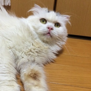 ふわふわスコティッシュ