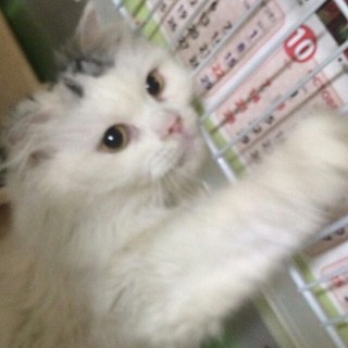 スコティッシュ女の子