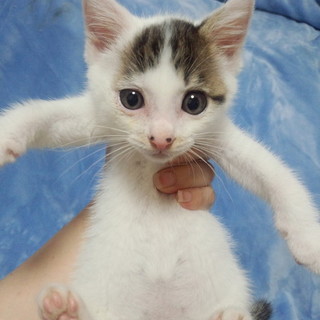 とっても人懐こく、お利口さんなスイッチくん