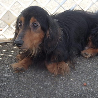 人慣れしたダックスの男の子の家族募集！！