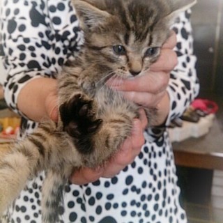 ☆もこもこ　キジトラ　女の子☆