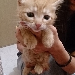 ☆なごみ系茶トラ　男子　ちやーくん☆