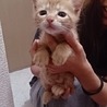 ☆なごみ系茶トラ　男子　ちやーくん☆ サムネイル2