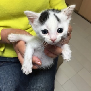 ☆可愛い白黒　女の子　モノちゃん☆