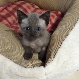 ☆募集一時停止　グレちゃん☆