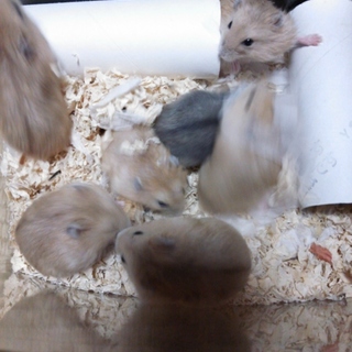 ジャンガリアンハムスター