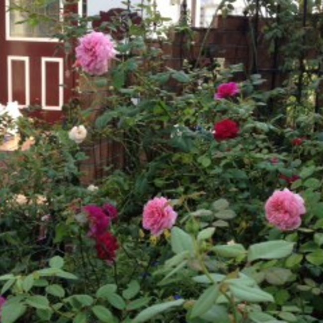 hanalindaのカバー写真