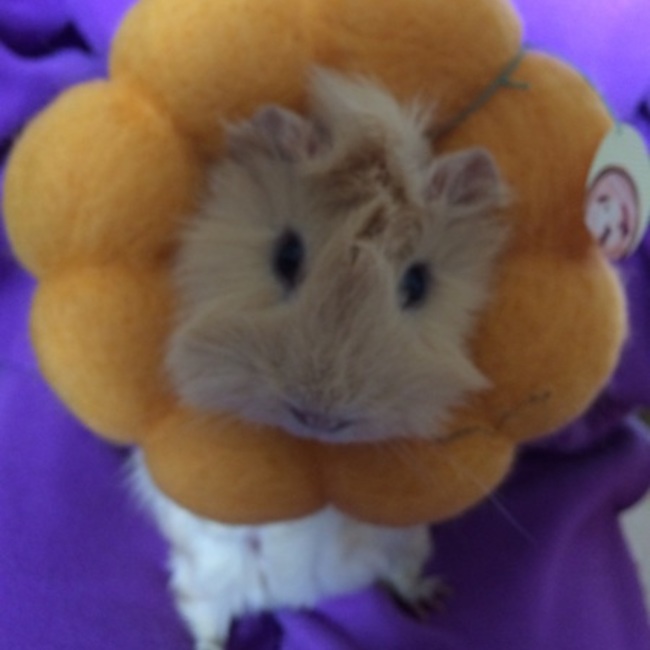 ごはんつぶつぶのカバー写真