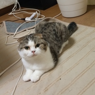 スコのオスで折れ耳です。