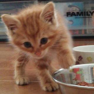 茶トラの甘えん坊の男の子♪チップマック君