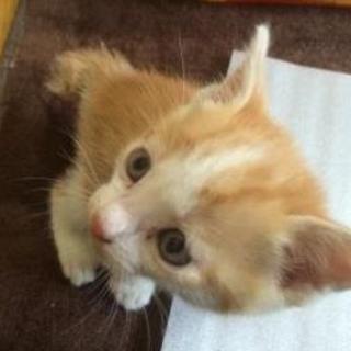 １か月半の仔猫☆カワイイ☆兄妹