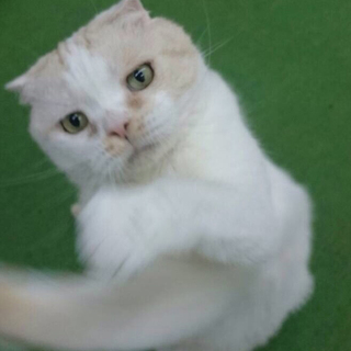 甘えたスコティッシュを保護しました。