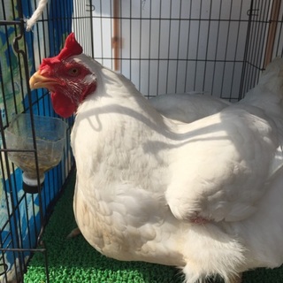 白色 ニワトリ 雌 2歳
