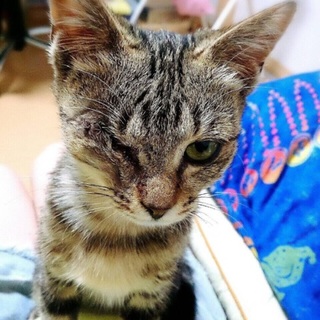 おめめがいっこ