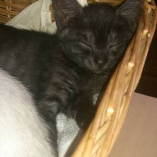 膝に登るの大好き！