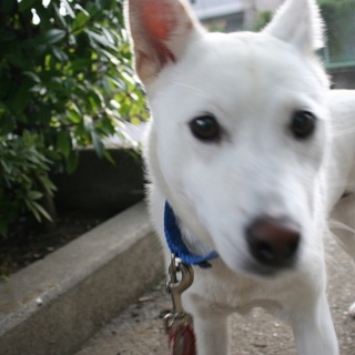 真っ白なあんこちゃん