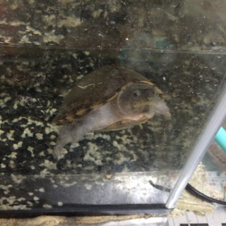 交渉中 ニオイガメ