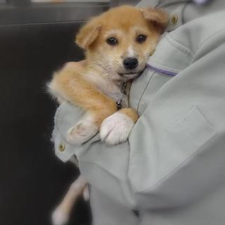 ◆雑種の仔犬　くつしたJrくん◆