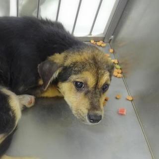 ◆たれ耳雑種の女の子　キャンディちゃん◆