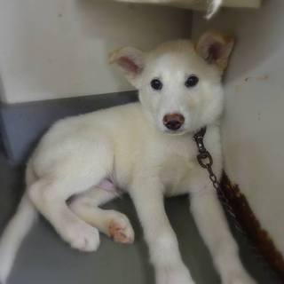◆ちょっとこわがり雑種の男の子　白くん◆