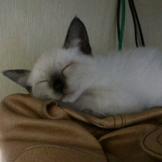 のんびりやさん