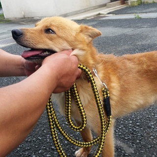 人馴れしてとてもいい子です！！4、5歳の男の子